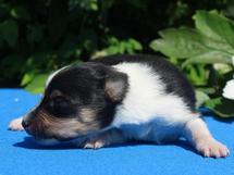 puppies