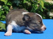 puppies
