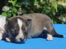 puppies