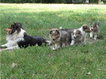 puppies