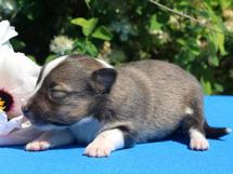 puppies