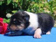 puppies