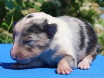 puppies