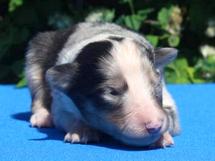 puppies