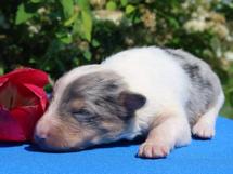puppies