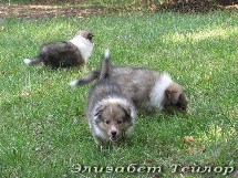 puppies
