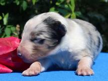 puppies