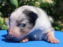 puppies