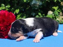 puppies