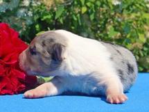 puppies