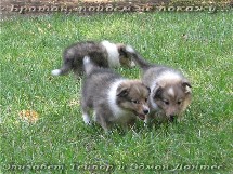 puppies