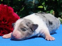 puppies