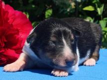 puppies