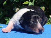puppies