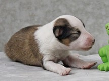 puppies