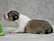 puppies