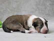 puppies