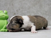 puppies