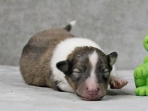 puppies