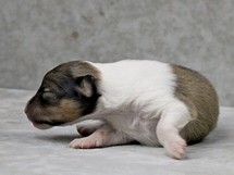 puppies