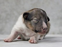 puppies