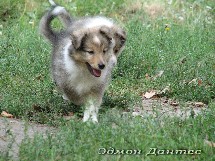 puppies