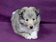 puppies