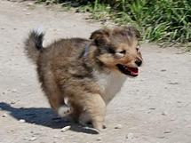 puppies