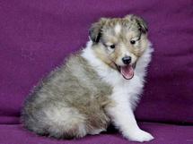 puppies