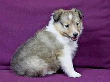 puppies