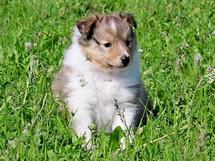 puppies