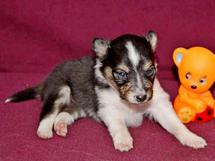 puppies