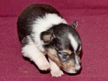 puppies