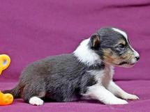 puppies