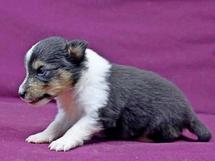 puppies