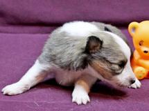 puppies