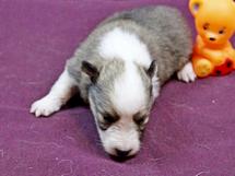 puppies