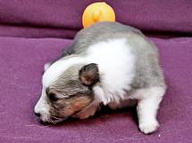 puppies
