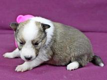 puppies