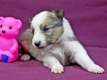 puppies