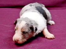 puppies