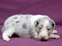 puppies
