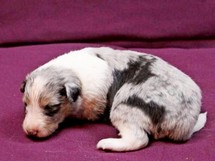 puppies