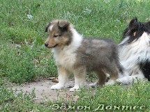 puppies