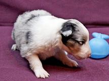 puppies
