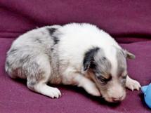 puppies