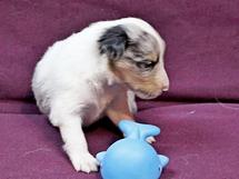 puppies