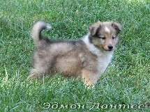 puppies