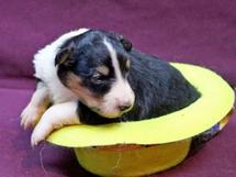puppies