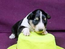 puppies